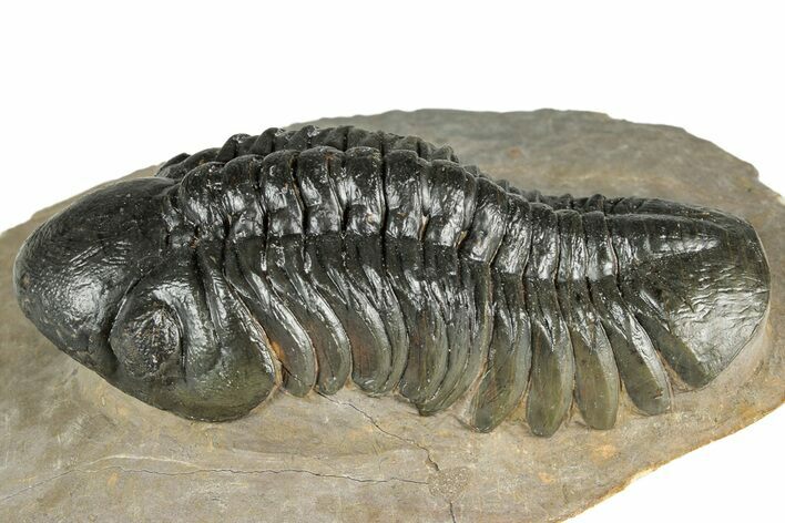 Detailed Reedops Trilobite - Atchana, Morocco #359488